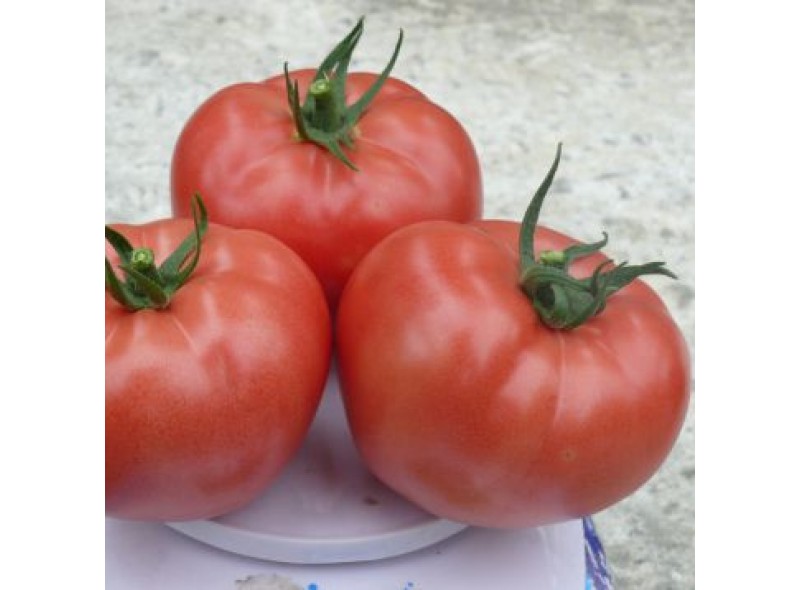 Семена томата индетерминантного Сапфира (1625 F1), ранняя новинка!!!, (250 сем.) Lark Seeds